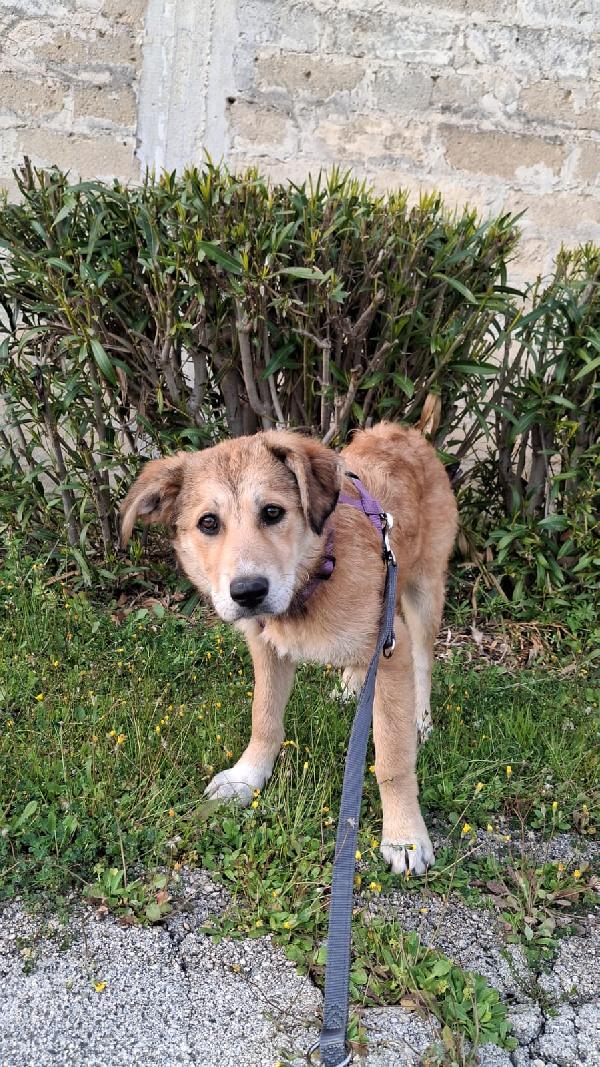 Magma cucciola timida in adozione Foto 8